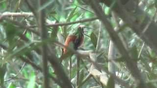 4 Amazilia Hummingbird Amazilia amazilia Amazilia Costeña Rostbauchamazilie [upl. by Oleic656]