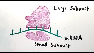 Easy MCAT Mnemonic for Ribosomal Subunits [upl. by Ecinej]