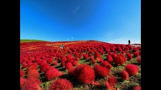 Amazing and Most Beautiful Kochia Burning Bush Plants  Kochia scoparia [upl. by Ajile159]