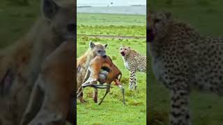 Why do we feel bad when a hyena snatches a kill from a cheetah50My opinion is quotwhen cheetahs [upl. by Ahsinak]