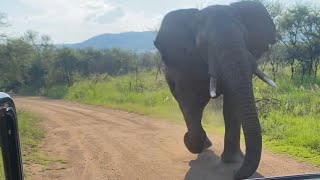 Elephant charge us at Pilanesberg National park [upl. by Reisfield513]