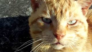 Miagolio di Gatto Maschio Blond Cat Meowing [upl. by Sirkin]