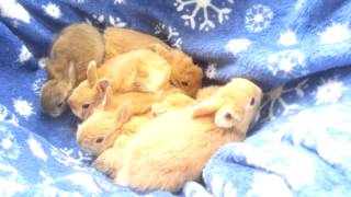 Lionhead Dutch amp Netherland Dwarf Baby Bunnies  4 weeks old [upl. by Kenward865]