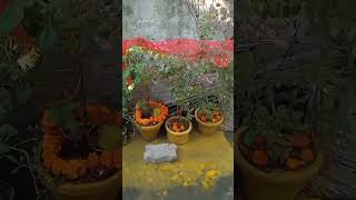 Shubh tulsi vivah [upl. by Giacopo]