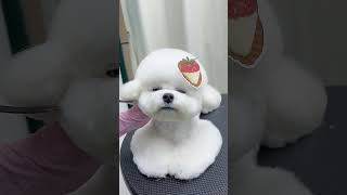 Bichon Haircut！ petgrooming pets petgroomingscissors [upl. by Whall951]