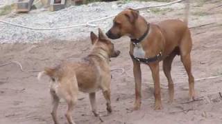 Aussie Cattle Dog vs Rhodesian Ridgeback [upl. by Ruckman]