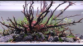 Aquascape 1200 Step by Step Video New Nature Aquarium by AG [upl. by Enelyar]