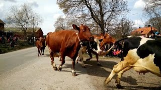 Why Sweden celebrates letting its cows loose in the kosläpp [upl. by Anahpets856]