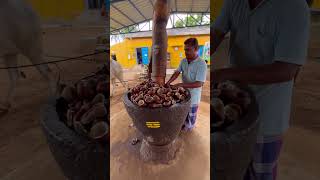 Whole Process of Coconut Oil Extraction [upl. by Noynek]