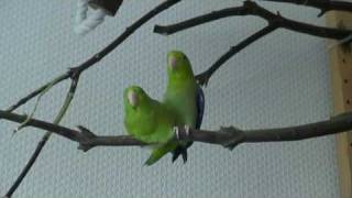 Forpus coelestis  Celestial Pacific Parrotlet  Courtship and Copulation [upl. by Sidney]