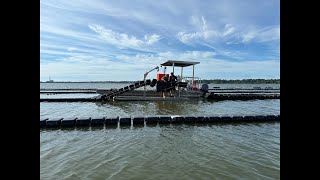 Oyster Farm Cam [upl. by Xantha]