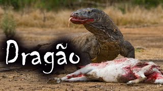 Dragão de Komodo Atacando  O Lagarto Gigante e suas Curiosidades [upl. by Bakerman]