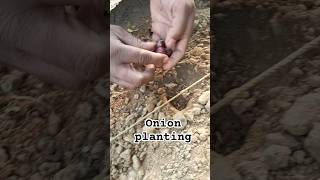 Onion planting trendingshorts [upl. by Htide]