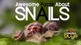 Amazing Facts About Snails  Magnified bugs [upl. by Gamages]