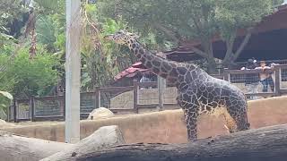 LA Zoo  Giraffe Animal [upl. by Aihsram]