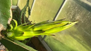 Banana and more flowering in cool climate [upl. by Eelime]