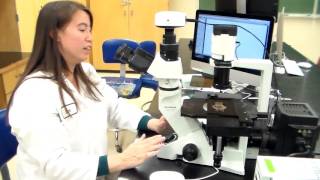 How to use a Fluorescent Microscope [upl. by Esidarap876]