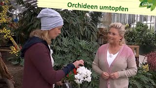 Orchideen umtopfen und Ableger einpflanzen  MDR Garten  MDR [upl. by Oirram355]