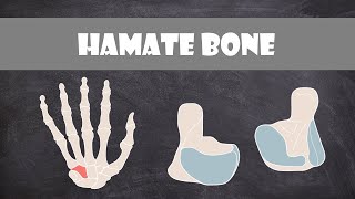 Hamate Bone  Anatomy [upl. by Notlrahc]