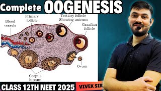 Oogenesis  Gametogenesis  Human Reproduction class 12  Part6  by Vivek Sir [upl. by Gnah]