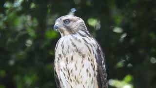 Red Shouldered Hawk [upl. by Lirbij]