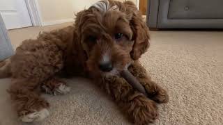 Our Puppys 1st Dental Stick [upl. by Soilisav284]