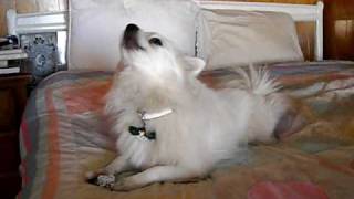 American Eskimo Dog quotSparkyquot Howling Singing Barking [upl. by Naes]