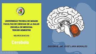 CEREBELO anatomía vías aferenteseferentes fisiología y correlatos clínicos [upl. by Rambort]