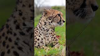 Happy caturday with Willow our purring cheetah 😻 cheetah purr bigcat cutecats [upl. by Niran]