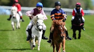 Shetland pony racing [upl. by Aihc]