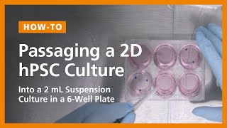 Passaging a 2D hPSC Culture into a 2 mL Suspension Culture in a 6 Well Plate [upl. by Airtal]