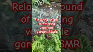 Gardening  relaxing watering plants sound vegetablegardening relaxing ASMR [upl. by Nnil]