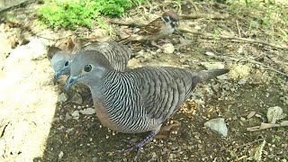 Zebra Doves and Maya Sparrow Birds feeding Will they get along Bird Watch 09112014 [upl. by Aneetsyrk]