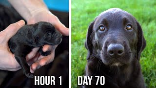 Lab Puppies Growing from 1 Hour to 70 Days  A Documentary [upl. by Einnos]