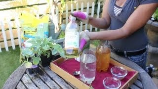 Natural Insecticides for a Vegetable Garden  Vegetable Gardening [upl. by Lory]