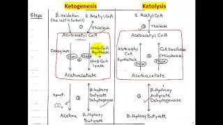 Ketone bodies metabolism with structures [upl. by Newcomb]