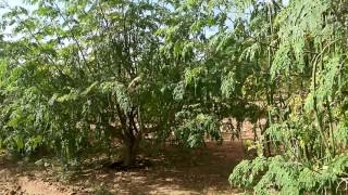 MOMAX3 MORINGA ELITE SEEDSThe World’s Highest Yielding Perennial Moringa Seed Variety [upl. by Monreal]