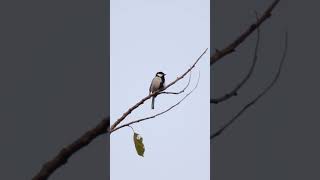 Cinereous Tit morningvibes birds birding hobby birdsvideo peacefulmoments 4k urbanwildlife [upl. by Alaj]