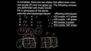 How to solve problems and find genotypephenotype as result of the cross [upl. by Ecnal511]