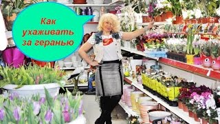 Ч 1Секреты выращивания гераниСемена черенки уход [upl. by Lustig368]