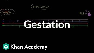 Gestation  Behavior  MCAT  Khan Academy [upl. by Yenruoc]