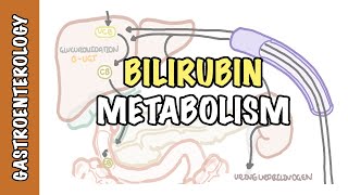 Bilirubin Metabolism  unconjugated and conjugated bilirubin [upl. by Justinn804]