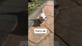 The Sweetest Kittens Meowing—Must Watch kitten [upl. by Warner]