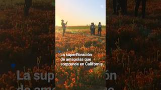 🧡 La superfloración de amapolas que sorprende en California [upl. by Kathryne]