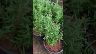 Hair growth trending Rosemary plantrosemedicinal plantsexotic fruitsrare varieties [upl. by Ttirb226]