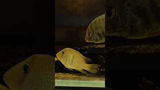 Guianacara Dacrya udfishroom fishshorts aquarium cichlid fishroom viral [upl. by Epilihp]