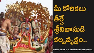 Tirumala Brahmotsavam 2024 Malayappa Swamy Rides Kalpavruksha Vahanam [upl. by Suqram]