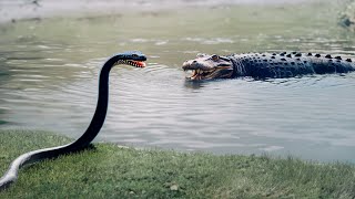 ANACONDA SE ENCUENTRA CON CAIMAN  Peleas de animales captadas en cámara [upl. by Cathrine]