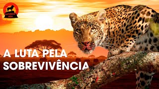 SAVANA AFRICANA  Predadores Brutais e Paisagens Majestosas  Documentários de animais [upl. by Nivert848]