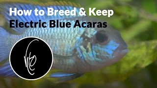 Tankful Thursday Ep 8  How to Breed and Keep Electric Blue Acaras [upl. by Medeah]